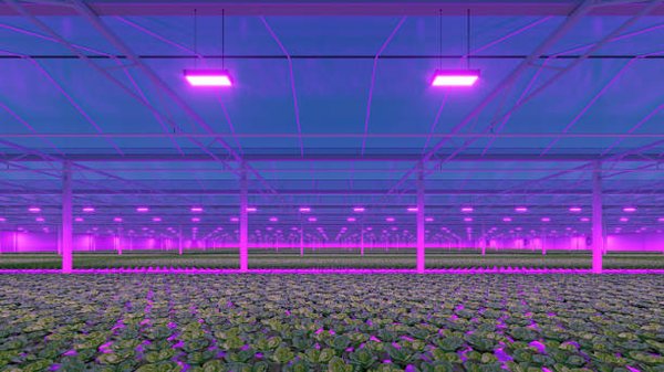 Comparatif hps et led : avantages et inconvénients dévoilés